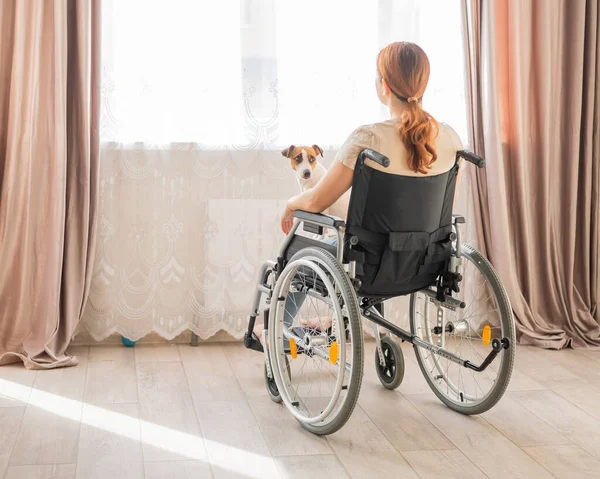 Blanke vrouw in rolstoel met Jack Russell terrier hond voor het raam. — Stockfoto
