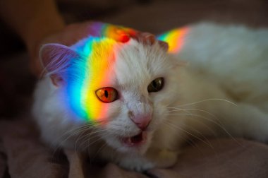 Bir kadın beyaz tüylü bir kediyi yatakta okşuyor..