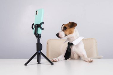 Kravatlı köpek Jack Russell Terrier masaüstü yayınlarında akıllı telefondan canlı yayında oturuyor.. 