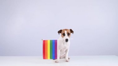 Jack Russell Terrier köpeği beyaz arka planda ağzında gökkuşağı bayrağı tutuyor. Boşluğu kopyala. 