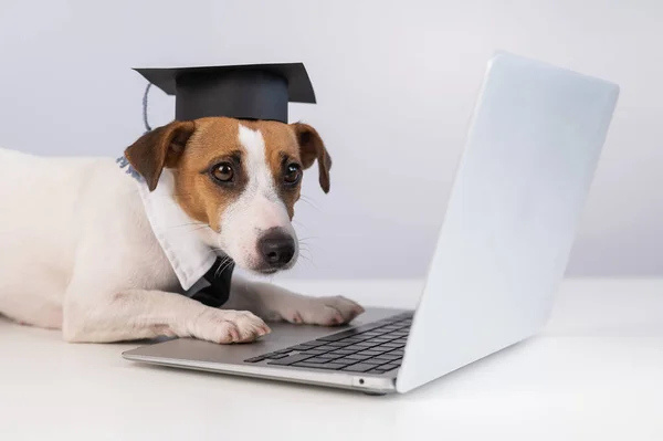 Jack Russell Terrier hond gekleed in een stropdas en een academische pet werkt op een laptop op een witte achtergrond. — Stockfoto