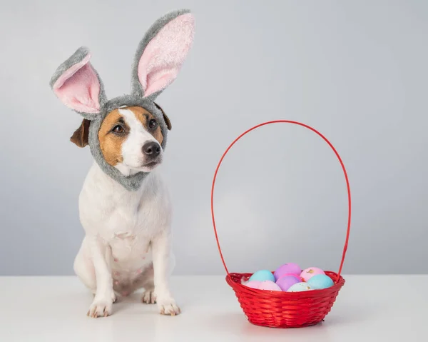 Cute jack russell terrier dog in a bunny rim next to a basket with painted easter eggs on a white background.