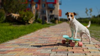 Jack Russell teriyer köpeği bir kuruş tahtasına biner..