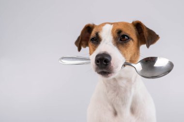 Beyaz arka planda kaşığı ağzında tutan köpek Jack Russell Terrier 'ın yakın plan portresi. Boşluğu kopyala. 