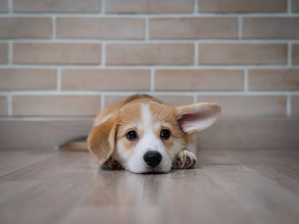 Lindo pembroke corgi cachorro con divertido orejas se encuentra en el fondo de una pared de ladrillo. — Foto de Stock