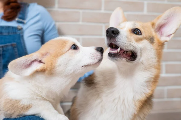 The owner holds a pembroke corgi mom and a puppy against the backdrop of a brick wall. Dog family. — Stock Photo, Image