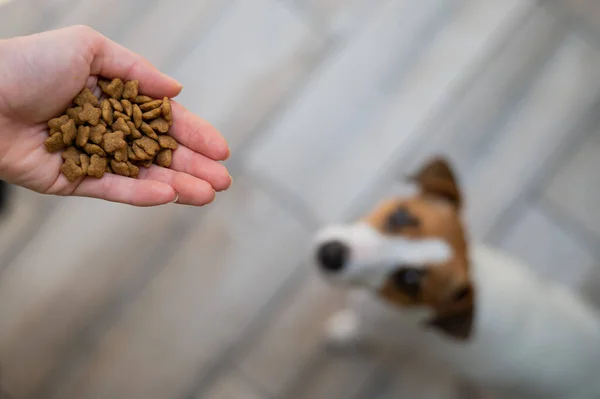 Una mujer sostiene un puñado de comida seca para perros. — Foto de Stock