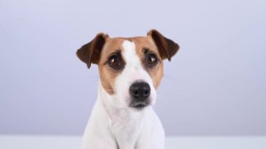 Beyaz arka planda sevimli Jack Russell Terrier köpeğinin yakın plan portresi.. 