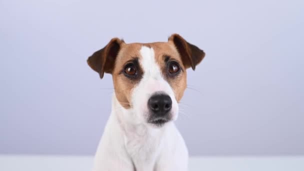 Primo piano ritratto di carino jack russell terrier cane su sfondo bianco. — Video Stock