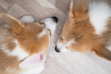 Tatlı Galli Corgi yavruları yerde uyur. Yukarıdan görüntüle.