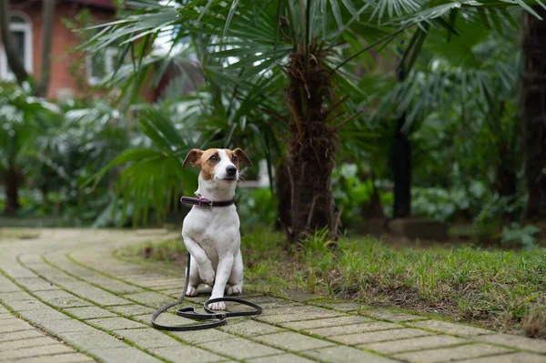 Jack Russell Terrier senta-se sozinho no parque sob uma palmeira. Um cão perdido está esperando por seu dono. — Fotografia de Stock