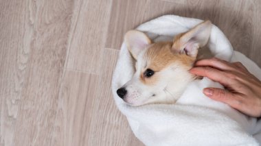 Kadın kırmızı Corgi köpeğini battaniyeye sarmış.. 