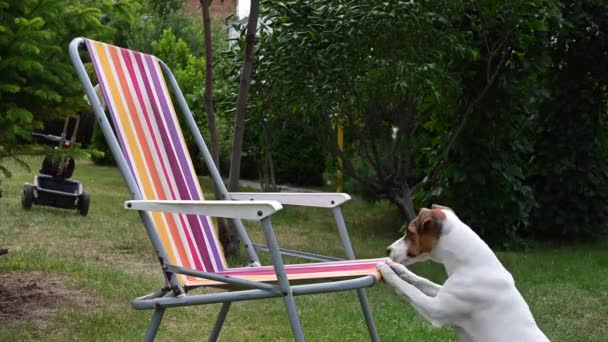 Jack russell terrier dog is resting on a sun lounger. Summer vacation concept. — Stock Video