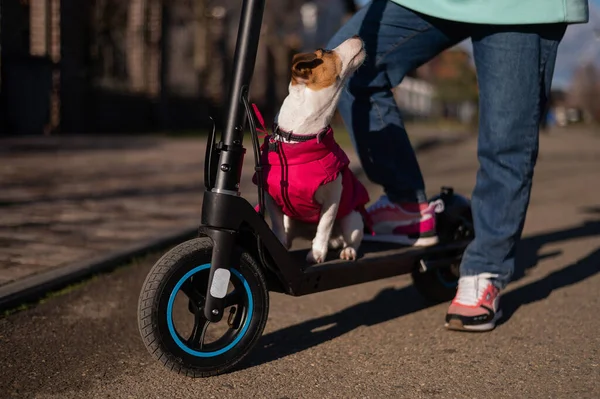 Bir kadın kır evi köyünde köpeğiyle birlikte elektrikli scooter kullanıyor. Pembe ceketli Jack Russell Terrier serin bir sonbahar gününde. — Stok fotoğraf