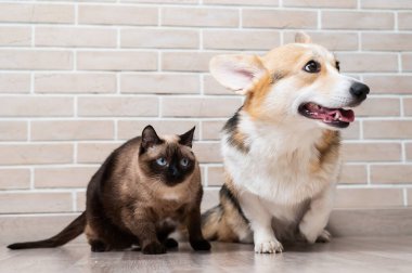 Tuğla duvarın arkasında Corgi ve Tayland kedisi.