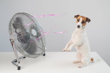 Jack Russell Terrier köpeği beyaz arka planda elektrikli vantilatörün serinletici esintisinin tadını çıkarıyor..