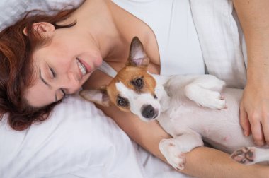 Jack Russell Terrier köpeği yatağında sahibine sarılıyor.. 