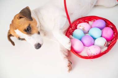 Beyaz bir arka planda paskalya için renkli yumurtalarla kırmızı bir sepette yatan köpek Jack Russell Terrier 'ın üst görüntüsü.