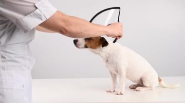 Bir veteriner ameliyattan sonra Jack Russell Terrier köpeğine plastik külah tasması takar.. 