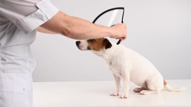 A veterinarian puts a plastic cone collar on a Jack Russell Terrier dog after a surgery. — Stock Video