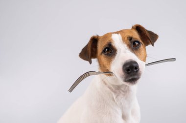 Beyaz arka planda ağzında çatal tutan köpek Jack Russell Terrier 'ın yakın plan portresi. Boşluğu kopyala. 