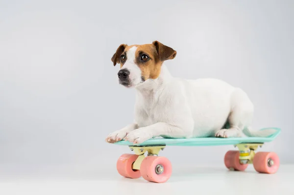 Pies na tablicy na białym tle. Jack Russell Terrier jeździ na deskorolce w studio. — Zdjęcie stockowe