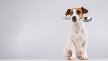 Beyaz arka planda kaşığı ağzında tutan köpek Jack Russell Terrier 'ın portresi. Boşluğu kopyala. 