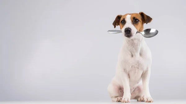 Retrato de um cão Jack Russell Terrier segurando uma colher em sua boca em um fundo branco. Espaço de cópia. — Fotografia de Stock