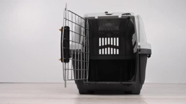 Jack Russell Terrier köpeği güvenli yolculuk için kutuya giriyor..