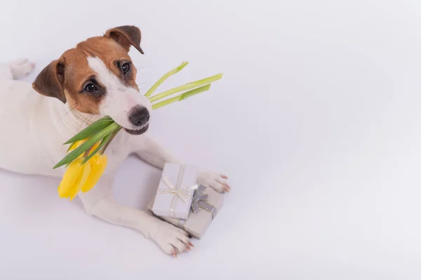 Um cachorro bonito fica ao lado de caixas de presente e segura em sua boca um buquê de tulipas amarelas em um fundo branco. Cartão de saudação para o Dia Internacional da Mulher em 8 de março — Fotografia de Stock