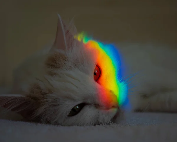 Un gatto bianco soffice giace in camera da letto con un arcobaleno sul viso. — Foto Stock