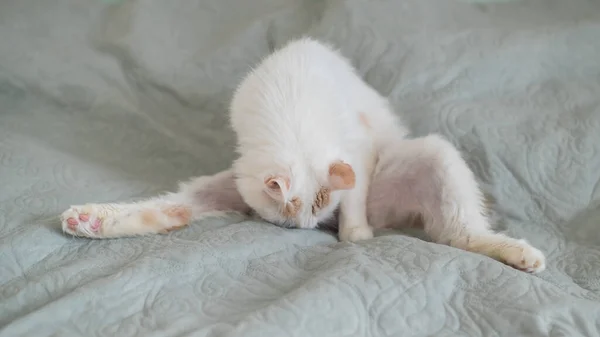 Blanc pelucheux chat lèche couché sur le lit. — Photo