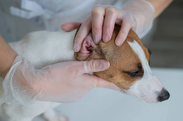 O veterinário examina as orelhas dos cães. Jack Russell Terrier Orelha Alergia. — Fotografia de Stock