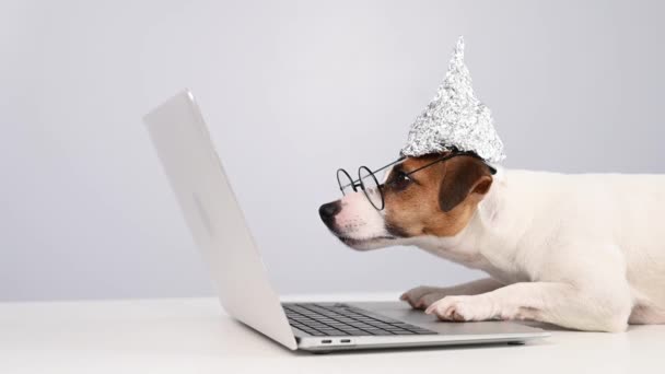 Folyo şapkalı ve gözlüklü Jack Russell Terrier bir dizüstü bilgisayarda çalışıyor.. — Stok video