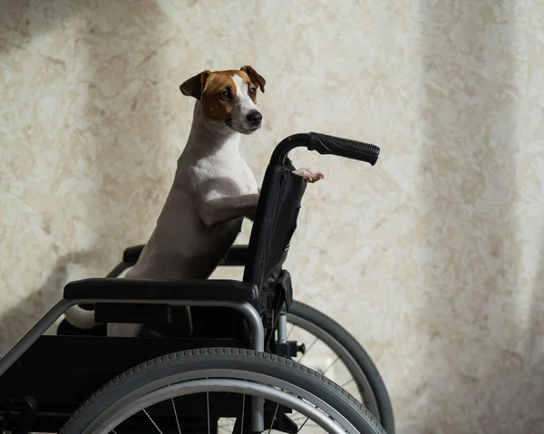 杰克罗素Terrier狗坐在轮椅上。一个忠实的朋友在等店主. — 图库照片