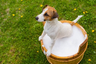 Köpek dışarıda ahşap bir küvette yıkanır. Jack Russell Terrier arka bahçede köpük banyosu yapıyor.
