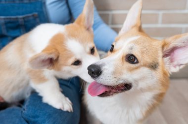 Sahibi pembroke corgi bir anne ve bir köpek yavrusunu tuğla bir duvarın arkasında tutuyor. Köpek ailesi..