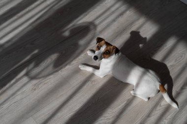 Jack Russell teriyer köpeği ahşap zeminde. Perdelerin ve vantilatörün gölgesi
