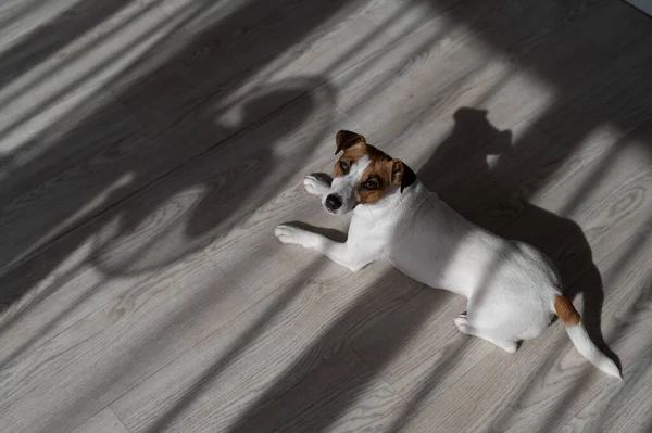 Jack Russell teriyer köpeği ahşap zeminde. Perdelerin ve vantilatörün gölgesi