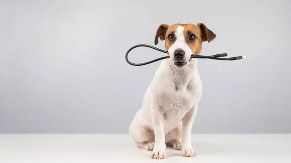 Dog jack russell terrier rói em um fio usb preto em um fundo branco. Espaço de cópia. — Fotografia de Stock