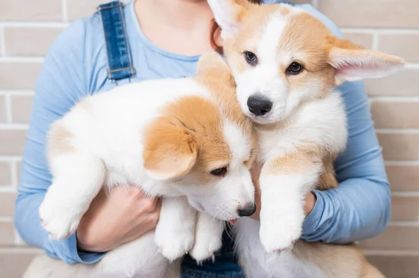 Caucásico mujer sosteniendo dos lindo pembroke corgi cachorros. —  Fotos de Stock