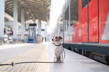 Jack Russell Terrier köpeği tren istasyonunda tek başına oturuyor..