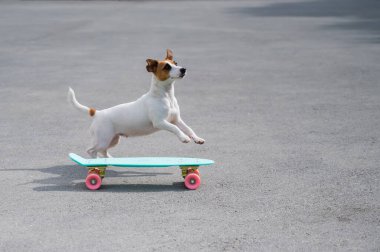 Köpek dışarıda bir peni tahtasına biniyor. Jack Russell Terrier kaykay üzerinde numaralar yapıyor.