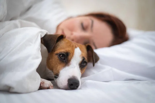 Jack Russell Terrier cão dorme envolto em um cobertor ao lado de seu proprietário. — Fotografia de Stock