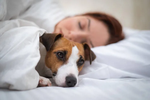 Jack Russell Terrier dog sleeps wrapped in a blanket next to his owner. Royalty Free Stock Images