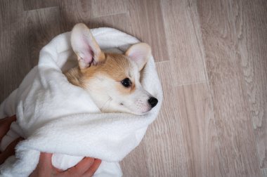 Kadın kırmızı Corgi köpeğini battaniyeye sarmış.. 