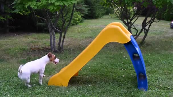 Jack Russell Terrier köpeği neşeyle bir plastik kaydırağa tırmanır.. — Stok video