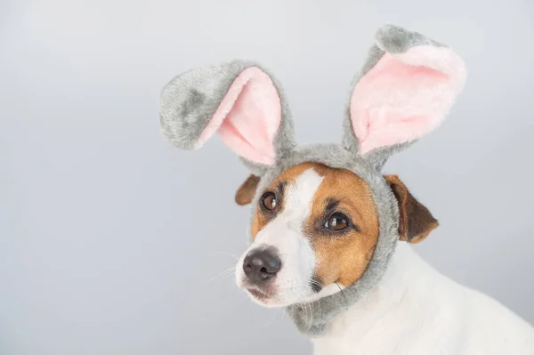Portrait of a cute dog jack russell terrier in a bunny headband on a white background.