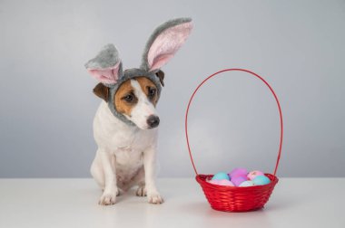 Beyaz arka planda boyalı paskalya yumurtaları olan bir sepetin yanındaki tavşan çemberindeki sevimli Jack Russell Terrier köpeği..