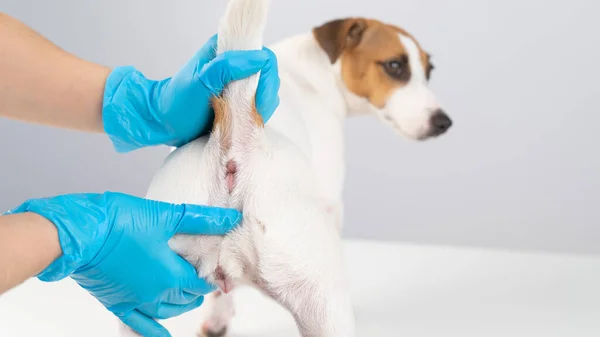 Veterinární lékař dělá rektální vyšetření na jack russell teriér pes. — Stock fotografie